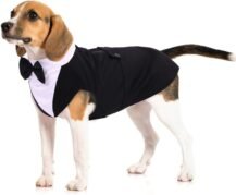 Dog Tuxedo