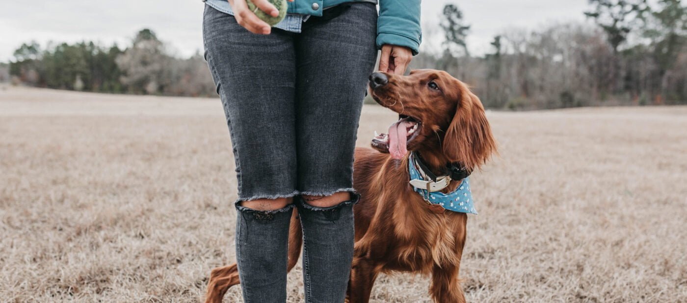 red setter in field