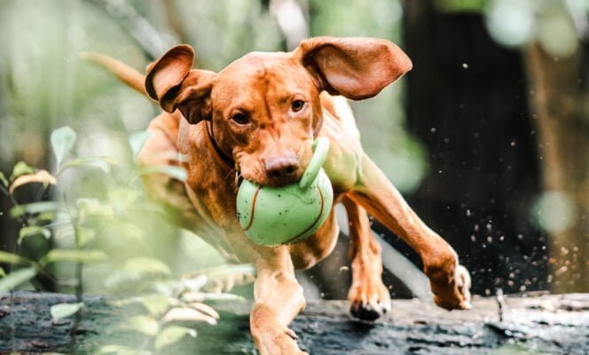 dog with toy running